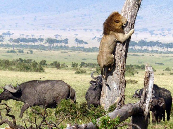 Коли невдачі йдуть по п'ятах, чинити опір марно. Весела добірка.