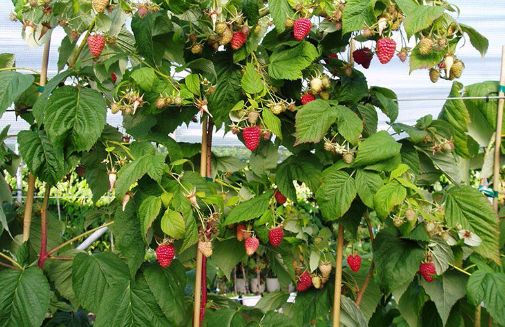 Малина Таруса: вирощування та догляд за ягодою. Переваги та опис цього сорту малини, де і як її краще всього вирощувати.
