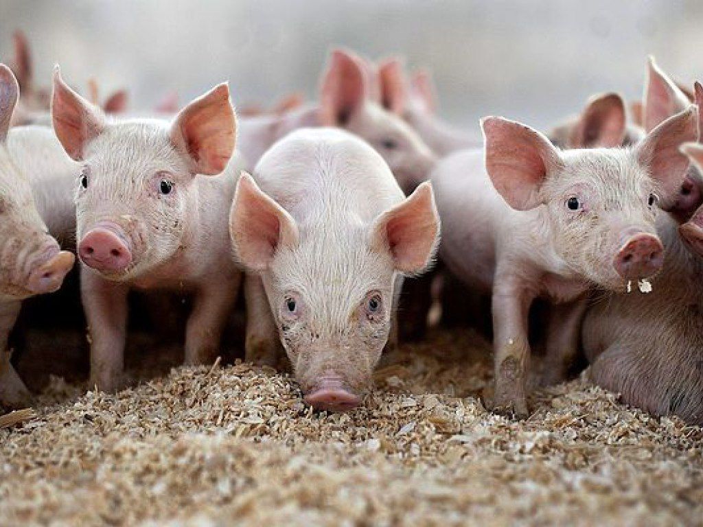 На Вінничині зафіксували спалах африканської чуми свиней. Для боротьби з вірусом було вбито понад триста свиней.