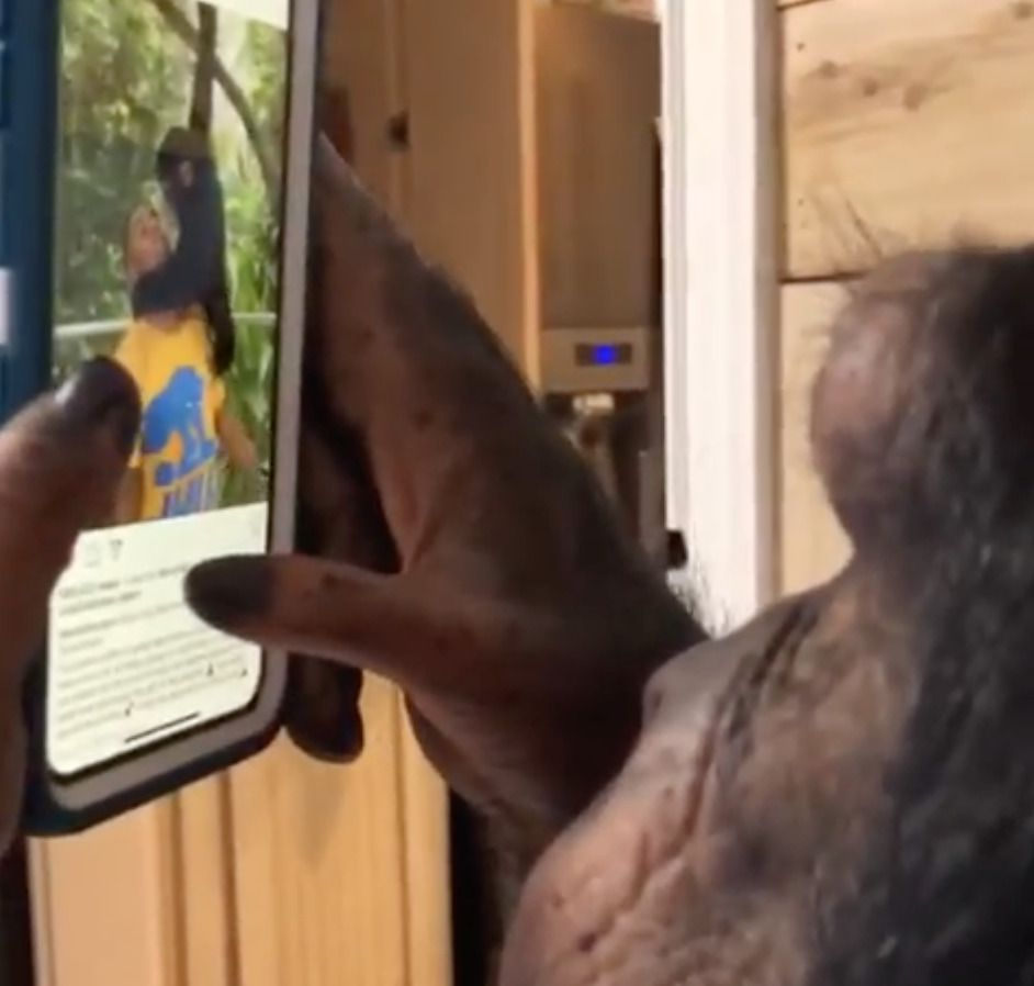 Шимпанзе навчився використовувати iPhone як людина і це означає початок кінця для нас. Днями в інтернеті було опубліковано дивовижне відео, на якому шимпанзе тримає в руках iPhone.