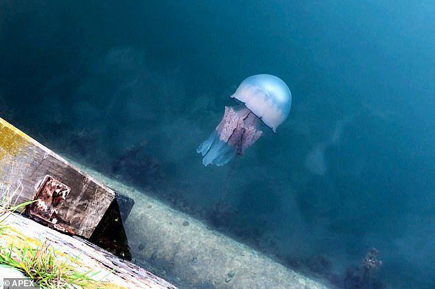 Британську курортну гавань заповнили величезні морські істоти — медузи монстри. До британських берегів припливли величезні медузи.