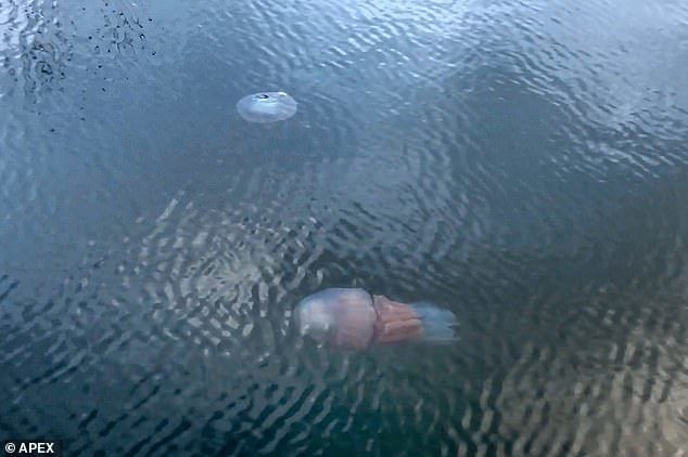 Британську курортну гавань заповнили величезні морські істоти — медузи монстри. До британських берегів припливли величезні медузи.