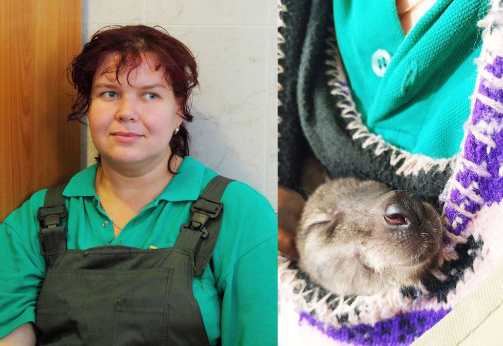 "Прийомною мамою" для маленького кенгуру стала співробітниця Ленінградського зоопарку. Жінка піклується про тварин, яких кинули матері.