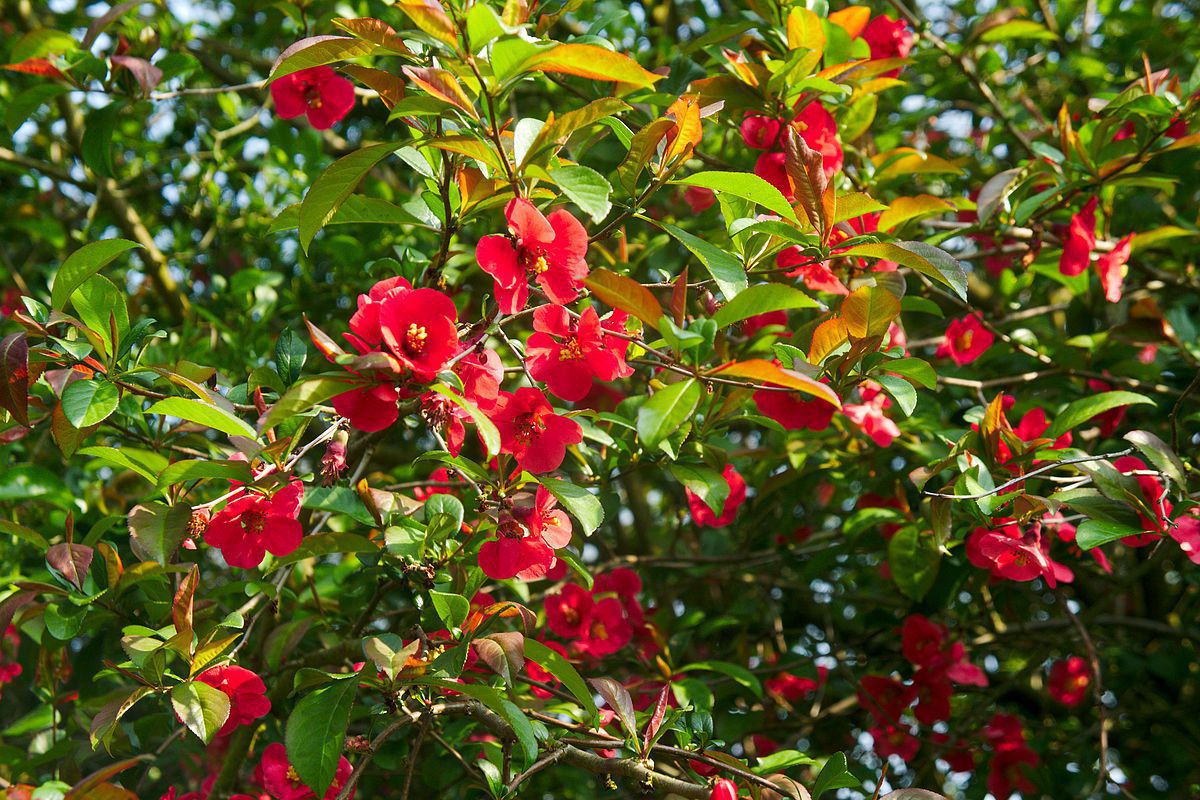 Айва японська або Хеномелес: вирощування та догляд. Хеномелес відноситься до декоративних і плодово-ягідних культур, є теплолюбною рослиною.