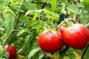 Сироватка і йод для помідорів