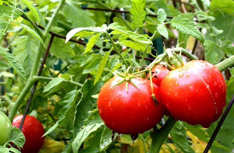 Як кропити сироваткою помідори