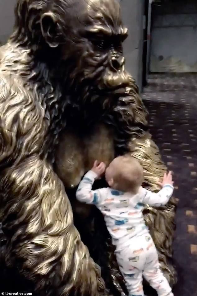 Це веселий момент, коли голодний малюк намагається попити молока у бронзової статуї горили. Голодний малюк вирішив зробити те, що вміє краще за все.