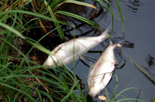 В Житомирській області масово гине риба. Річка Случ залишається джерелом поганих новин. Вдруге за місяць у Житомирській області фіксують масовий мор риби в річці.