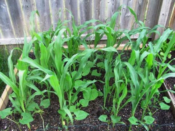 Правильна посадка огірків з кукурудзою у відкритий ґрунт. Посадка огірків з кукурудзою у відкритому ґрунті. Можна вирощувати на одній грядці.