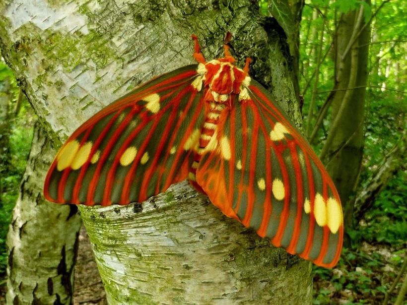 Ви тільки подивіться, як виглядає метелик, в який перетворюється найбільша гусениця у світі. Це дивовижно.