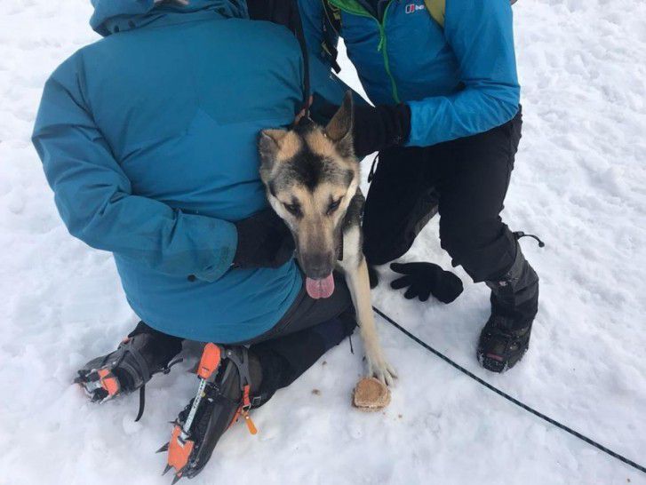 Дві собаки загубилися в горах і провели там дві доби. Їх вже не сподівалися знайти. Але раптом альпіністи побачили на сніжному схилі дивні чорні крапки.