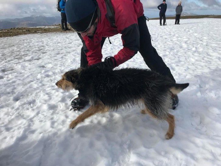 Дві собаки загубилися в горах і провели там дві доби. Їх вже не сподівалися знайти. Але раптом альпіністи побачили на сніжному схилі дивні чорні крапки.