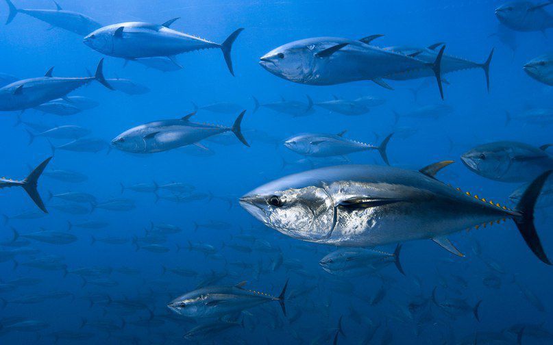 Всесвітній день тунця відзначають 2 травня. Сьогоднішня дата — День тунця — привід звернути увагу на збереження рибних ресурсів планети і поділитися передовими напрацюваннями в даній сфері.