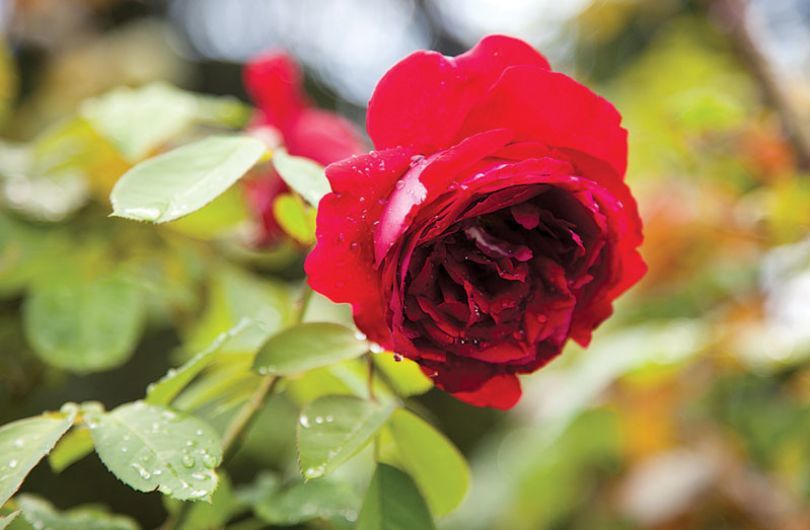Троянда садова: п'ять основних захворювань та методи їх лікування. Зараження троянд хворобами і шкідниками може значно знижувати їх декоративність, а в окремих випадках призводити до загибелі рослин.