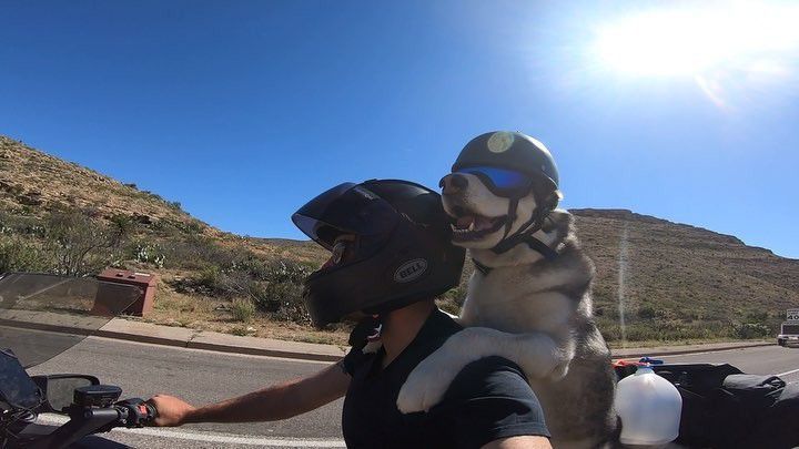 Собака-байкер підкорює дороги США. Чоловік разом з собакою проїхали по Сполученим Штатам понад 100 тисяч кілометрів на мотоциклі.