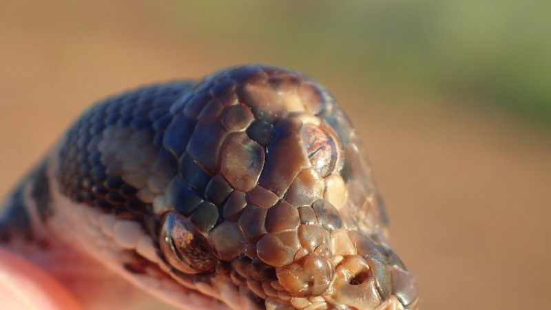 В Австралії знайдена змія з трьома очима. Вчені вважають, що третє око бачить так само добре, як і два інших.