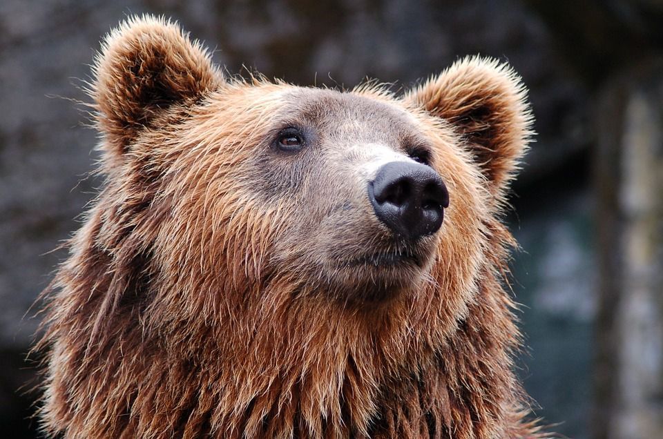 У США ведмідь влаштував нічний забіг у студентському містечку. Як вважають у місцевому природоохоронному відомстві, він міг прийти в місто після виходу зі сплячки, намагаючись знайти їжу.