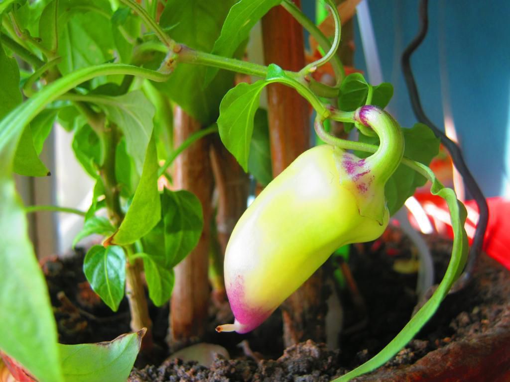 8 продуктів, які можна вирощувати на підвіконні. Часто на підвіконні можна побачити квіти, але вирощувати на вікнах можна ще зелень і навіть овочі.