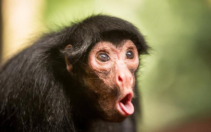 Анекдот дня: біжить мавпа по лісу і кричить: "Криза, криза". Все як у нас!
