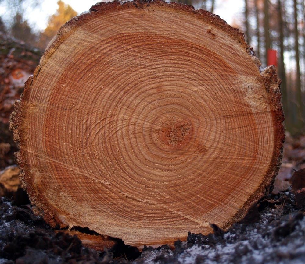 Вчені, завдяки дослідженню кілець дерев, дізналися про зміни клімату з 1900 року. Перше у своєму роді дослідження підтверджує зв'язок між зміною клімату, засухами і повенями за останнє сторіччя.