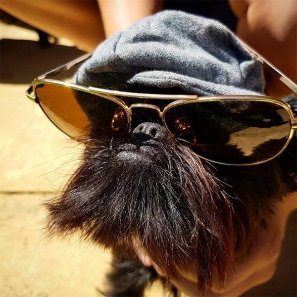 Кальмар — песик, який є зіркою соціальної мережі Instagram. Собачка завоювала серця користувачів Instagram.