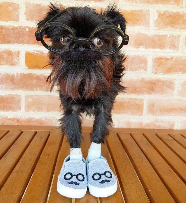 Кальмар — песик, який є зіркою соціальної мережі Instagram. Собачка завоювала серця користувачів Instagram.