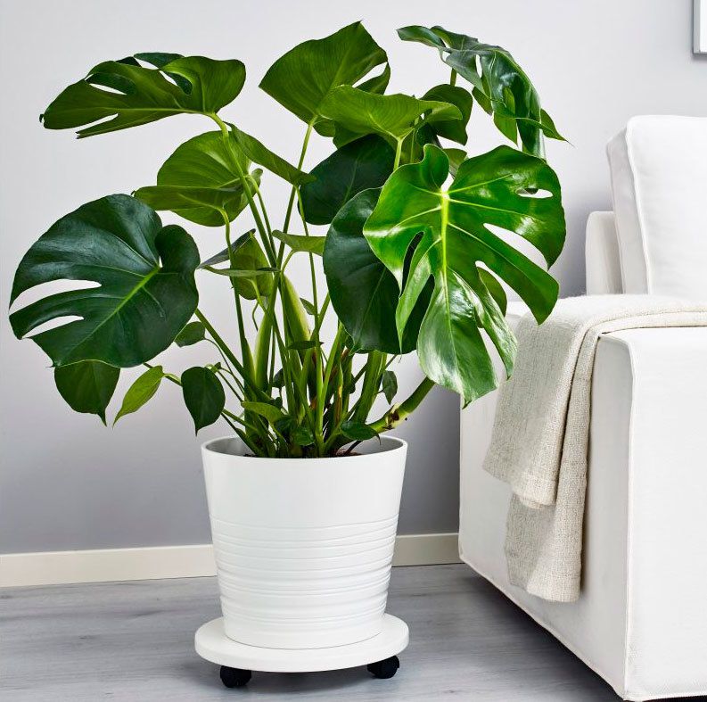 Кімнатні рослини як обереги: які рослини захистять вас і змінять ваше життя. З допомогою кімнатних рослин ми можемо не тільки прикрасити свій будинок, а й по-справжньому зробити його затишним і комфортним.