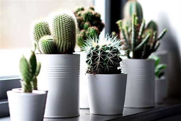 Кімнатні рослини як обереги: які рослини захистять вас і змінять ваше життя. З допомогою кімнатних рослин ми можемо не тільки прикрасити свій будинок, а й по-справжньому зробити його затишним і комфортним.