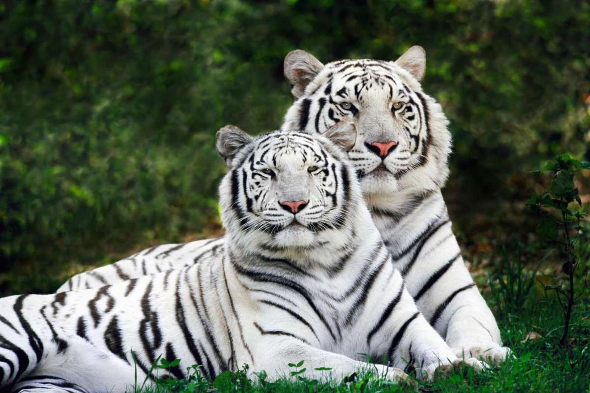 Виявляється тигри мають не лише смугасте хутро. Тигр — найбільший в сімействі котячих. Він може досягати довжини до 3-х метрів і важити близько 300 кілограмів.