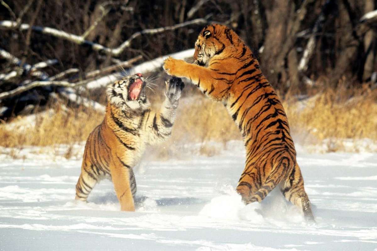 Виявляється тигри мають не лише смугасте хутро. Тигр — найбільший в сімействі котячих. Він може досягати довжини до 3-х метрів і важити близько 300 кілограмів.