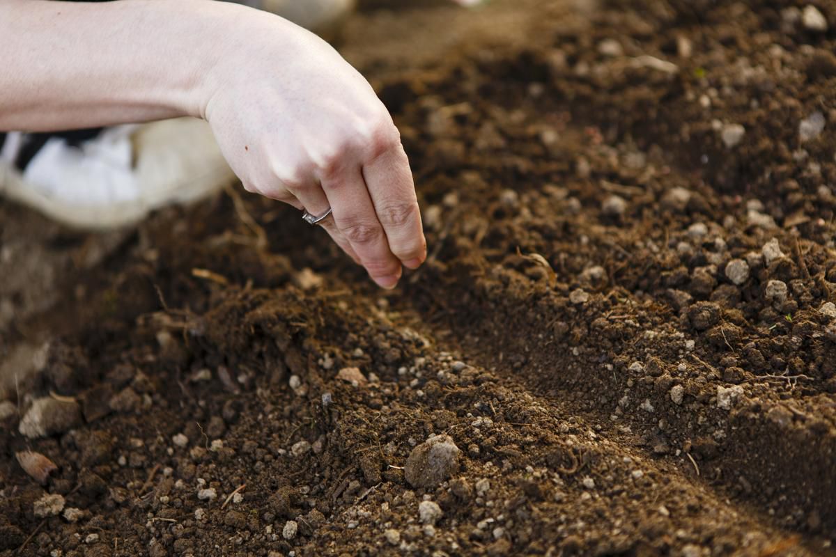 Підживлення рослин без хімікатів: бобові сидерати. Принципи використання: вплив на ґрунт, норми і спосіб посіву.