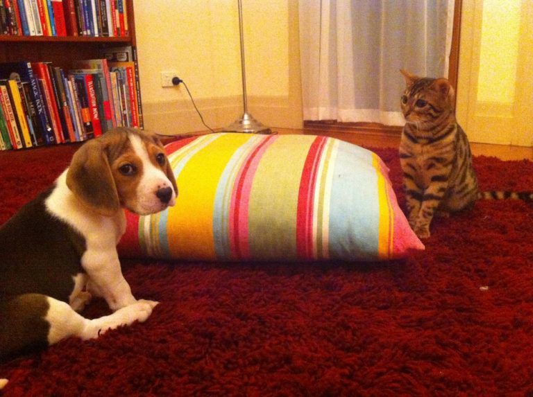Коти, які вперше в житті побачили собаку, при чому на своїй території.. Кумедна добірка!