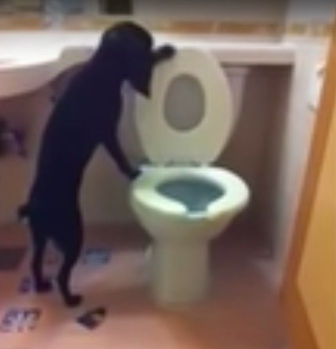 Господар зняв на камеру свого пса в туалеті. Це треба побачити!. Як він зміг такому навчити?
