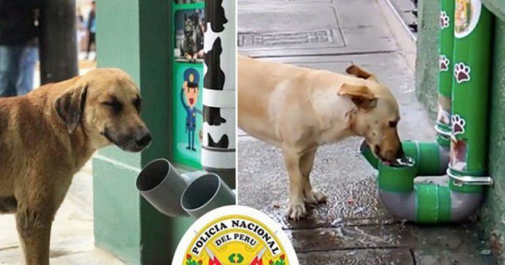 Це заслуговує поваги: відважна поліція Перу встановила автомати з роздачі води та їжі для безпритульних тварин. Багато користувачів соціальних мереж високо оцінили доброту поліцейського департаменту.