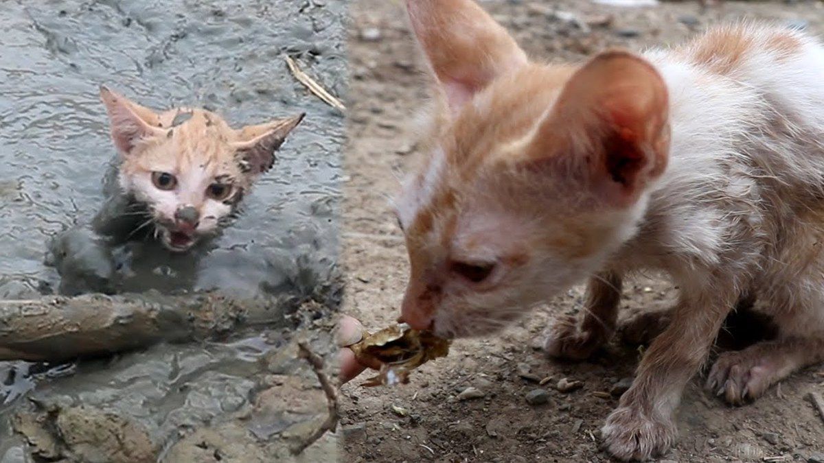 Кішку, яка застрягла в грязі, рятує турботливий чоловік. Подивіться на цей сміливий порятунок.