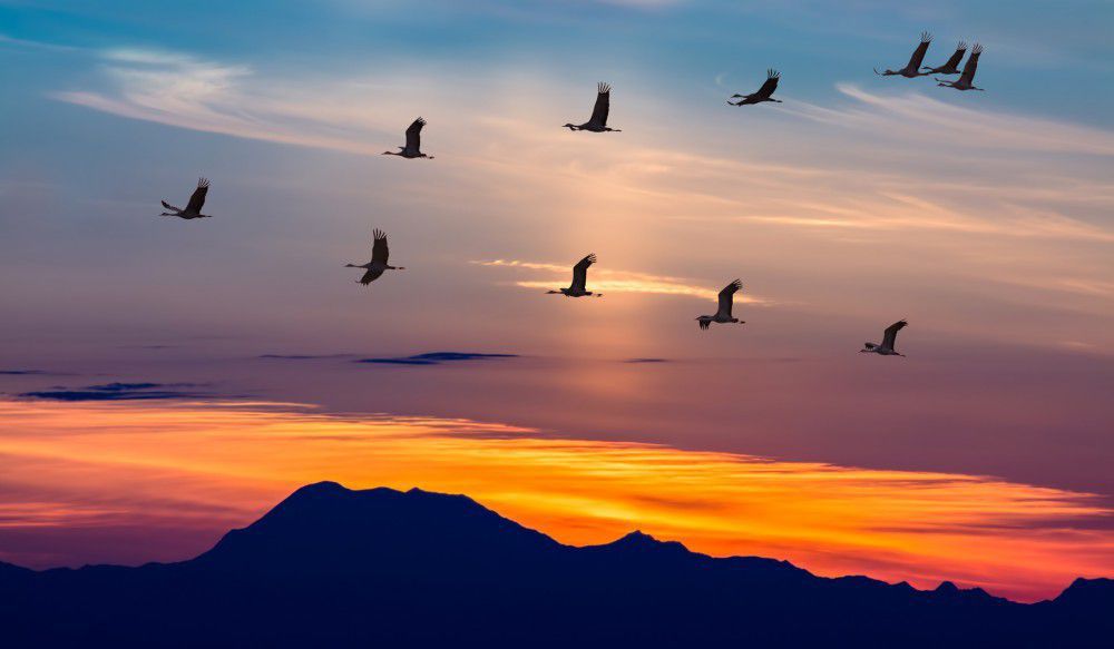 Всесвітній день мігруючих птахів — 11 травня 2019 року. Міжнародне свято створене для того, щоб звернути увагу уряду та всієї громадськості на значні зміни в екології планети, які порушують природно оптимальне середовище проживання птахів.