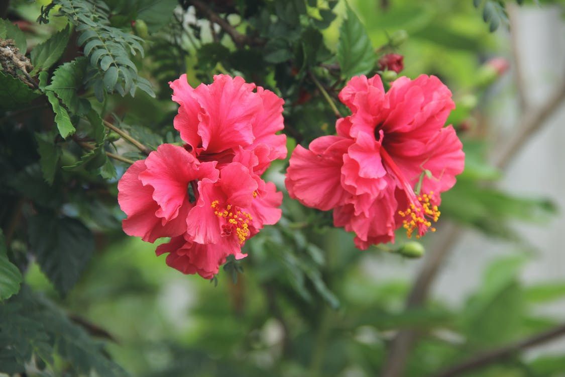 Як самостійно укорінити гібіскус. Особливо красива китайська троянда в період свого цвітіння.