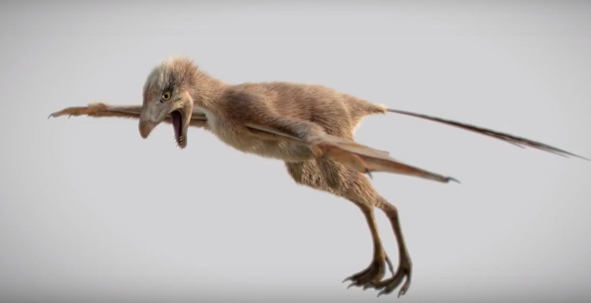 У Китаї знайдений динозавр з крилами летючої миші. Цей вид динозавра жив на території сучасного Китаю.