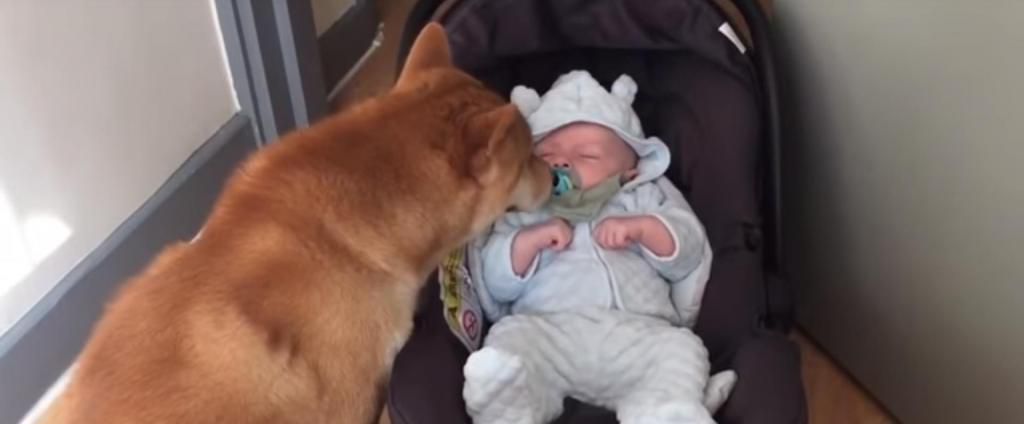 Реакція пса, якому показали новонародженого малюка, довела до сліз користувачів мережі. Справжня любов малюка і пса!