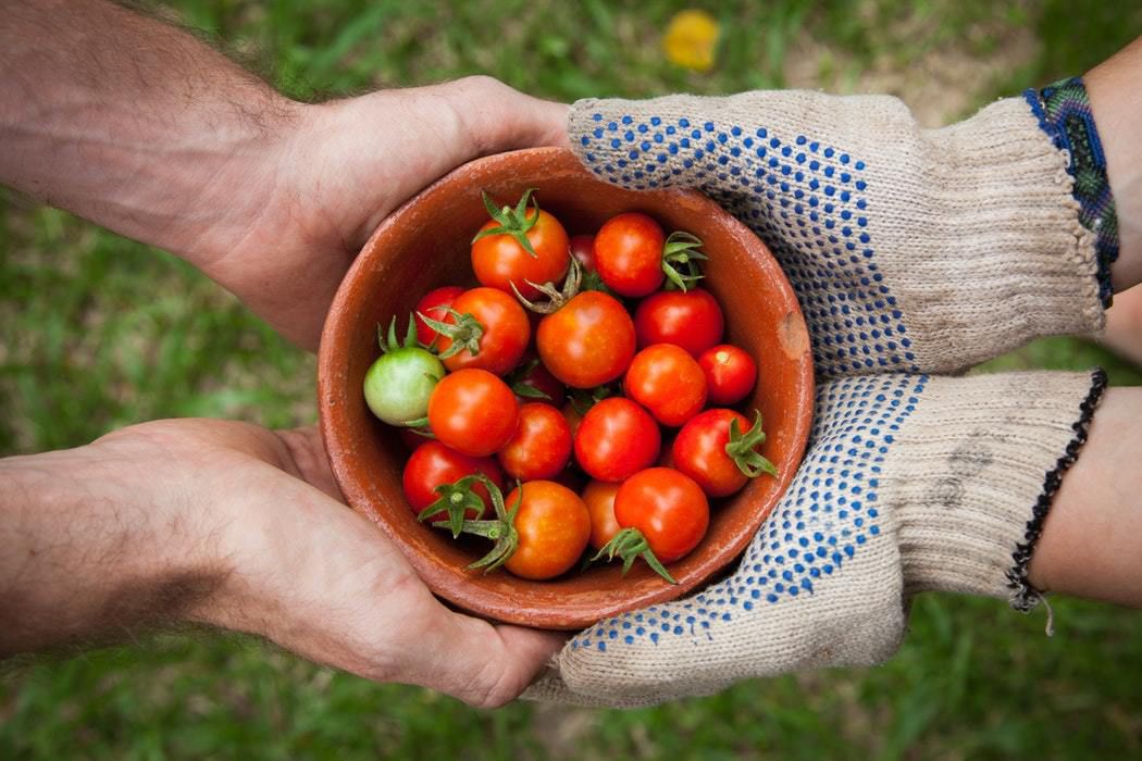 5 маленьких секретів вирощування смачних помідорів. Дотримуйтеся цих простих порад і ваші томати порадують вас багатим, а найголовніше смачним урожаєм.