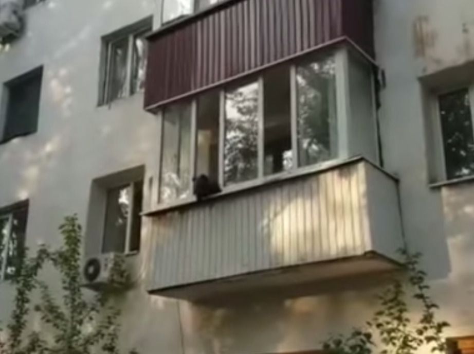Жителів здивував ведмедик, який знаходився на балконі багатоповерхового будинку. Жителів Казахстані здивував ведмідь на балконі.