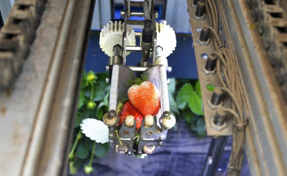 У США створили роботів для збору полуниці. Відео. Робот може збирати полуницю відразу з восьми грядок.