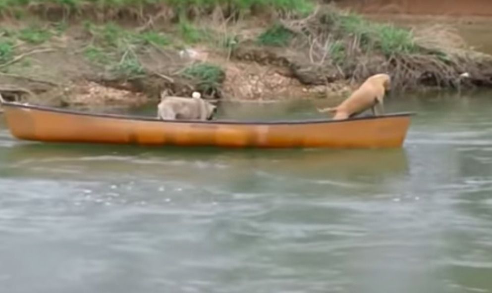 Дві собаки виявилися в пастці на каное. Дивіться, хто їх врятував!. Парочка мокрих носів потрапила в небезпечну ситуацію, коли каное, в якому вони грали на березі, раптом швидко почало відносити течією.