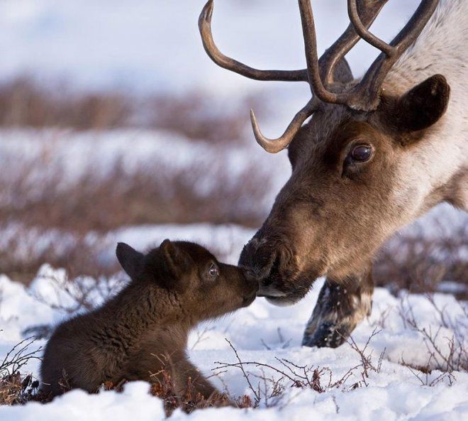 Різноманітність тваринного світу Арктики: які тварини там живуть?. Тварини, які мешкають в Арктиці, незважаючи на дуже низькі температури.