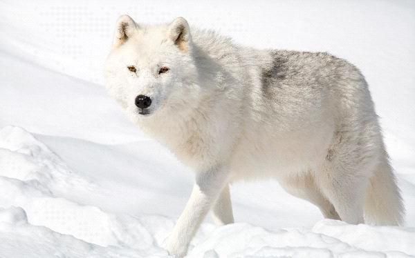 Різноманітність тваринного світу Арктики: які тварини там живуть?. Тварини, які мешкають в Арктиці, незважаючи на дуже низькі температури.