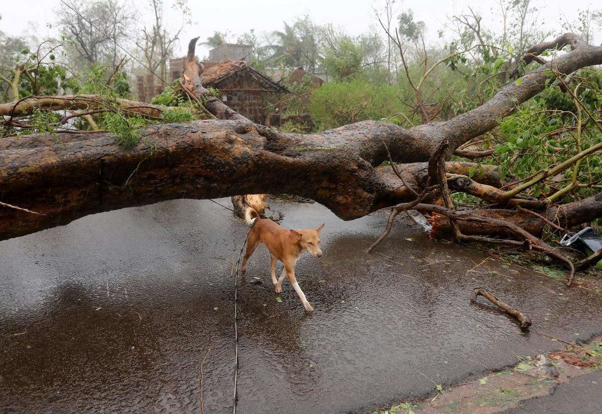 Число жертв циклону "Фані" в Індії зросло до 64 осіб. Циклон "Фані" обрушився на початку поточного місяця на східний індійський штат Орісса.