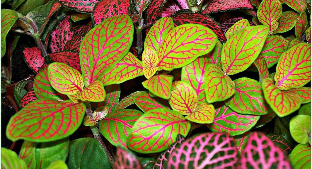 15 незвичайних і дуже красивих рослин для тих, у кого є все. Вони дуже гарні!