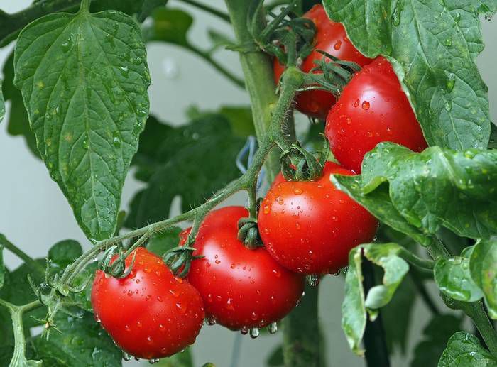 Секрет досвідчених дачників: як виростити великі і соковиті помідори?. Досвідчені дачники поділилися своїм унікальним способом вирощування томатів.