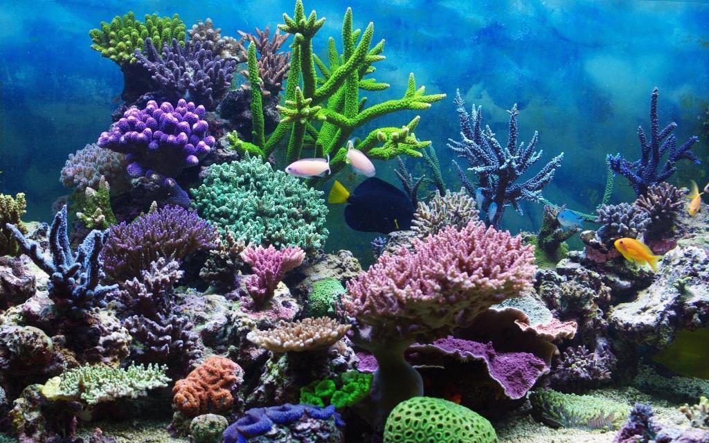 Біологи з Гавайського університету знайшли корали, які ростуть попри потепління і закислення Світового океану. На Гаваях ростуть корали в умовах, які вважаються для них згубними.