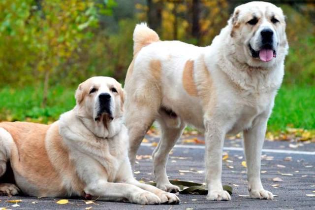 Найкращі породи собак для охорони. Сторожові породи собак повинні володіти активною захисною реакцією, територіальним інстинктом, мужністю, а також великою фізичною силою.